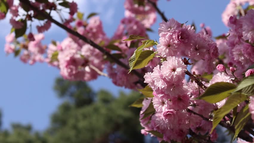 Pink sakura blossom. Tree in full bloom. Lush sakura flowers and a light breeze. Beautiful branches covered with flowers. Natural background