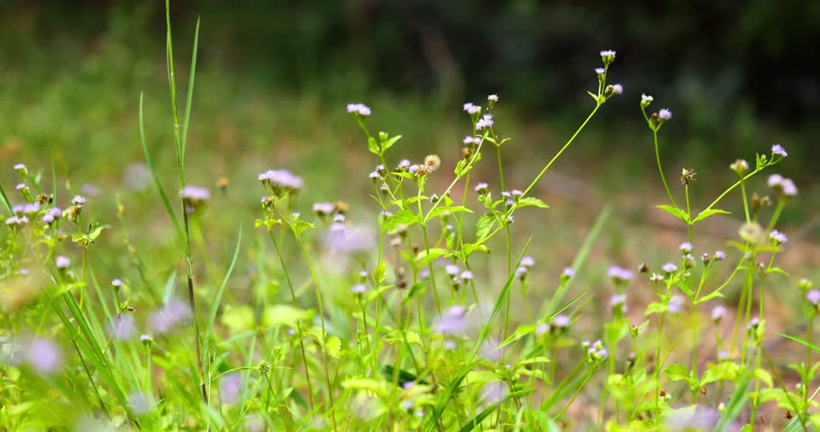 Small purple wildflowers gently sway in a vibrant green field under bright sunlight. Serene nature and tranquil environment concept. Soft bokeh background, slow motion.