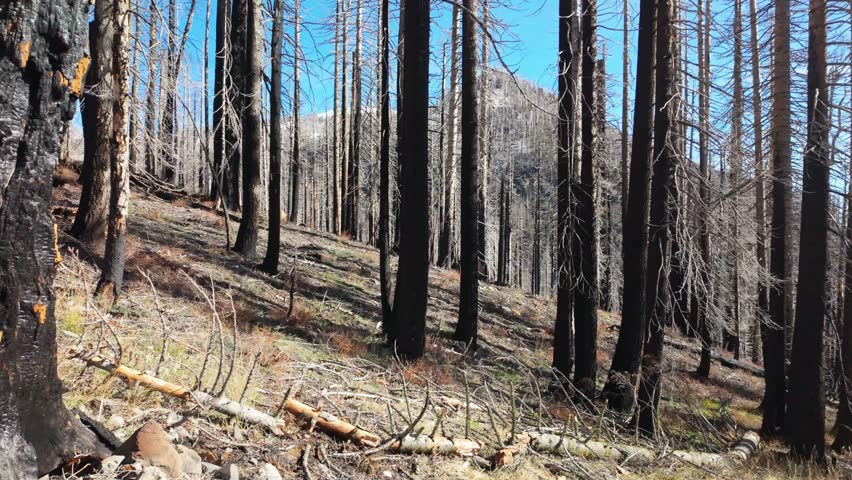 This somber view captures the vast, blackened forest and stark landscape of Lassen Volcanic National Park impacted by the 2021 Dixie Fire