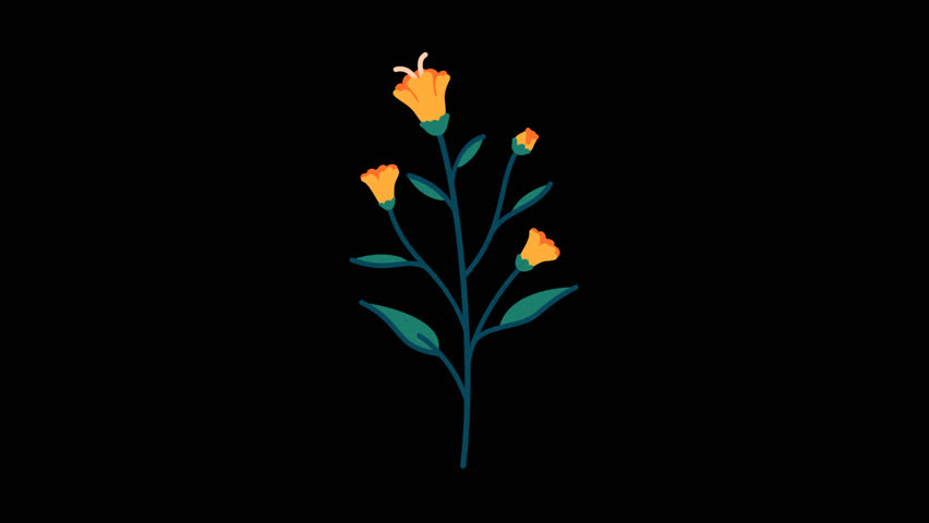 Daffodil Flower – Flat 2D Yellow Bloom Animation (Spring Botanical Element, without background, alpha canal, 4k, high quality
