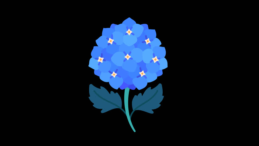 Hydrangea Flower – Flat 2D Multicolor Bloom Animation Botanical Element, Transparent Background, high quality, 4k