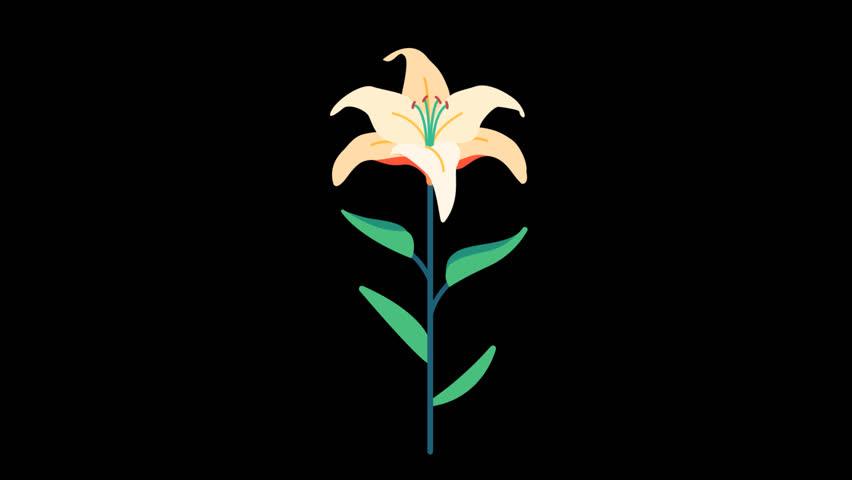 White Lily – Flat 2D Elegant Flower Animation Clean Botanical Element, Transparent Background 4k
