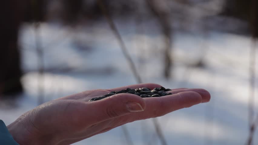 Woman feeding cute tit bird to sunflower seeds at snowy woodland. Beautiful tomtit pecking food from female hand at winter forest. Small titmouse eating meal from arm of young girl at snow park