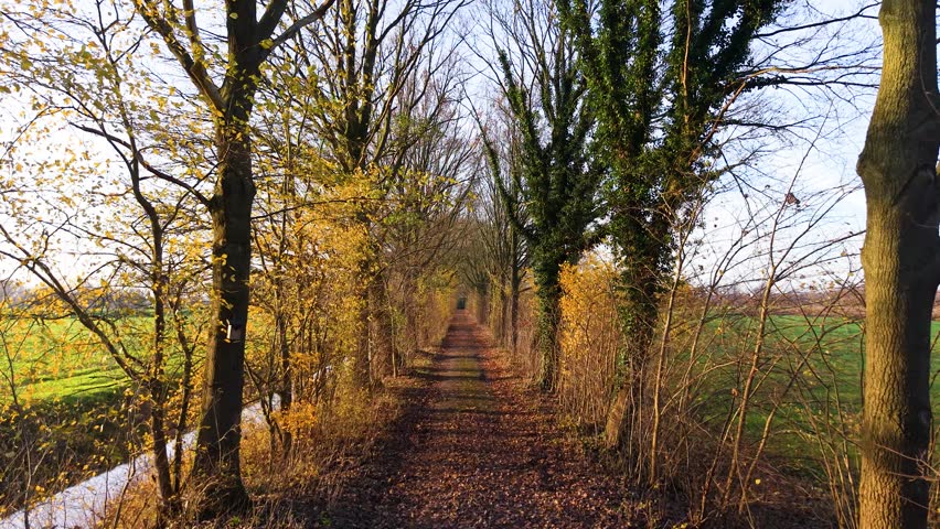 Aerial view of tree lined path with autumn foliage, fallen leaves, and waterway symmetrical, tranquil corridor through seasonal forest and open fields.