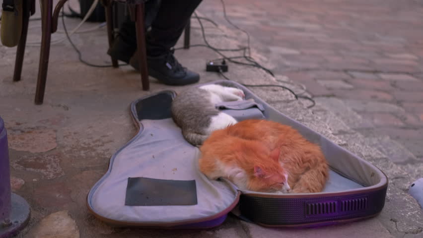 Adorable stray cats sleeping peacefully in guitar case. Two cute stray cats, one ginger and one grey, sleeping soundly together inside an open guitar case, while a street musician performs
