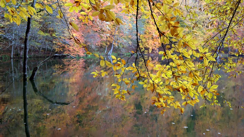 Magnificent cinematic view of dry tree leaves on peaceful calm relaxing autumn lake water. Golden fall reflections drift softly across serene surface creating a tranquil seasonal scene.