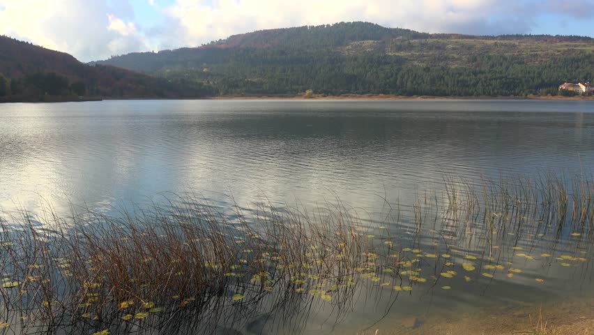 Panoramic view of reeds on calm lake waters surrounded by natural pine forests. Tranquil shoreline vegetation meets reflective water as dense pine woods encircle the serene lake.