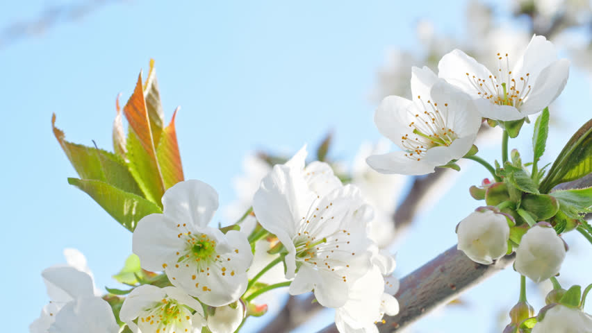 Slow camera movement showing spring cherry blossoms with white flowers and a branch close up