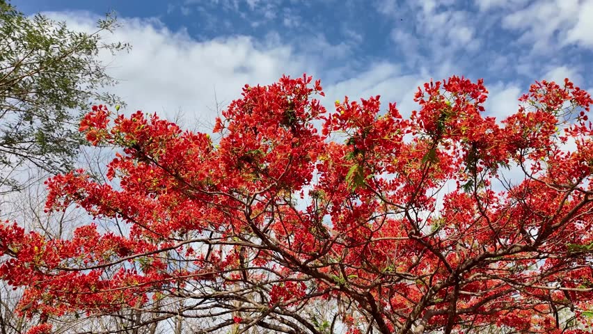 Lilongwe  Malawi Africa. 01.11.2025. Video. The Flame tree with clusters of orange red blooms in Lilongwe capital of Malawi southern Africa.