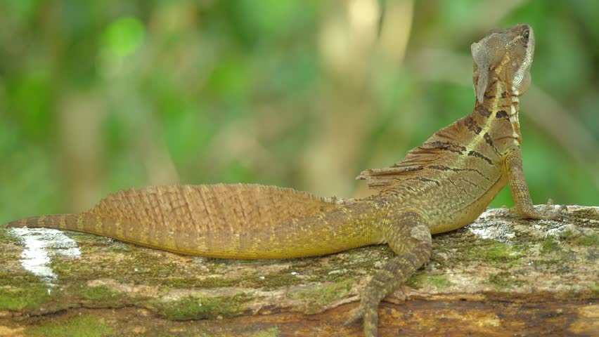 Common Basilisk Basiliscus basiliscus, A lizard sits calmly on a tree branch, its textured body and raised head clearly visible against a soft green forest background, capturing a quiet moment of wildlife in its natural habitat. Costa rica, jungle, Central america