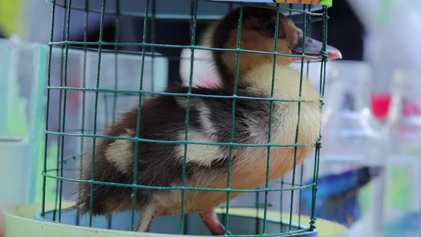 Captive Wildlife Concept - Fluffy Brown Duckling Chick Confined in Metal Wire Cage