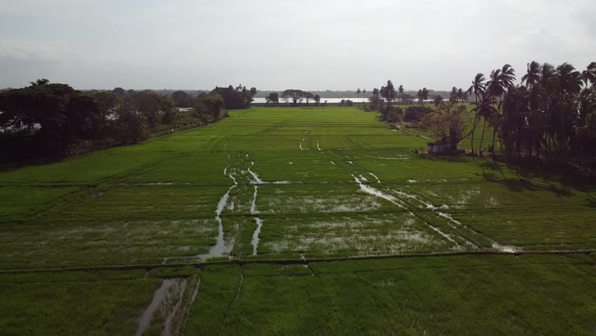 Tranquil lake borders vibrant green rice paddies in Sri Lanka