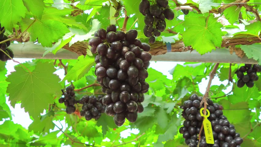 Fresh grape bunches on the farm	