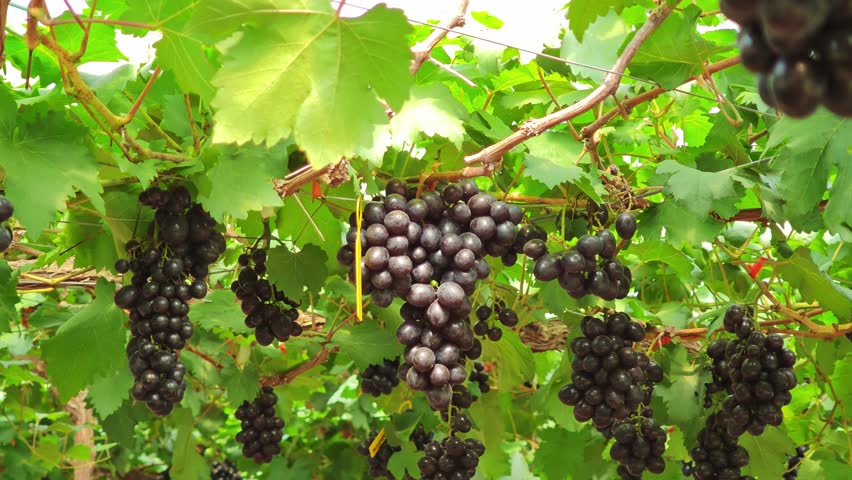 Fresh grape bunches on the farm	