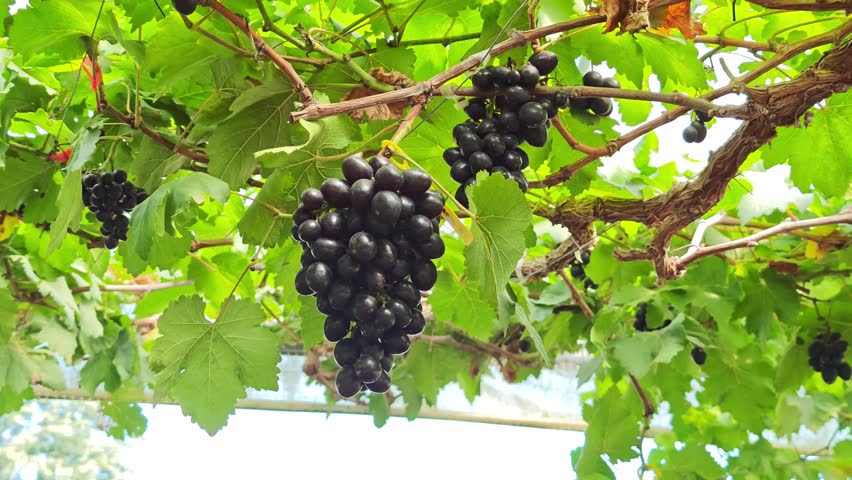 Fresh grape bunches on the farm	