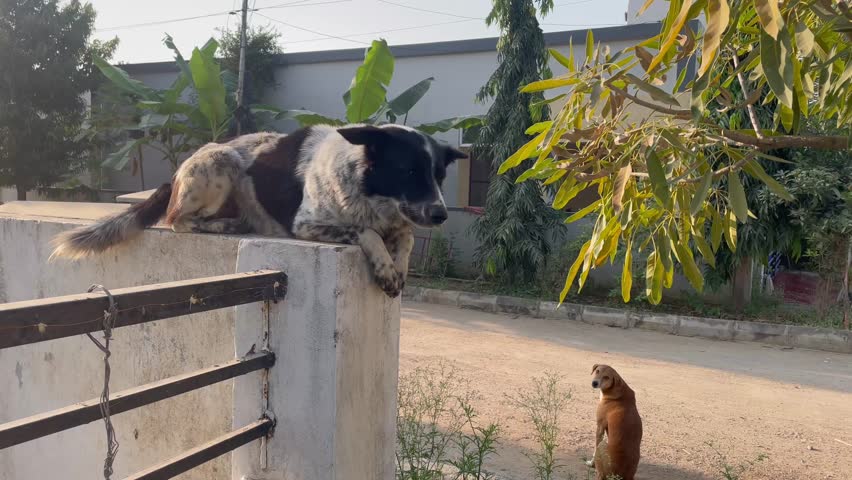 Border collie dog Resting on Wall in Morning Sunlight Peaceful Street Dogs Scene
