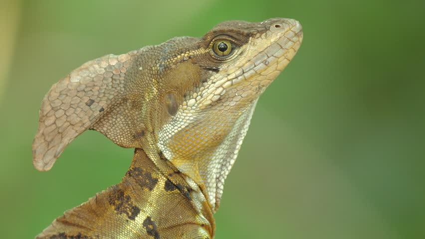 Common Basilisk Basiliscus basiliscus, A lizard sits calmly on a tree branch, its textured body and raised head clearly visible against a soft green forest background, capturing a quiet moment of wildlife in its natural habitat. Costa rica, jungle, Central america