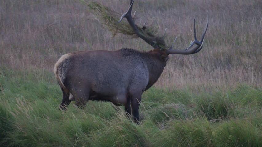 Large bull elk rakes the ground with his antlers and shakes his head in a forest meadow. High quality 4k footage