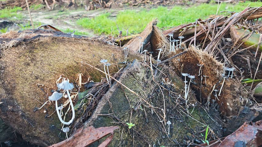 young cluster seedling to dying inkcaps coprinopsis fungi sprouting from the decay trunk.