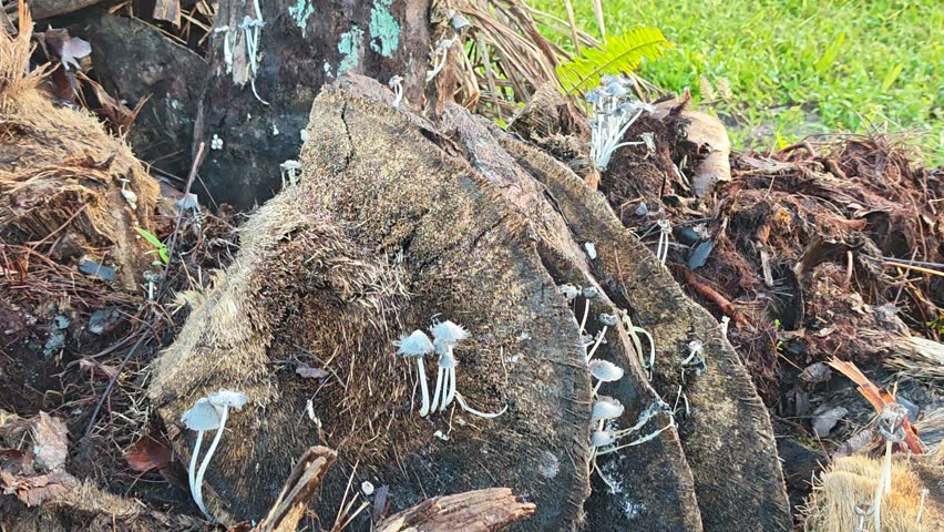 young cluster seedling to dying inkcaps coprinopsis fungi sprouting from the decay trunk.