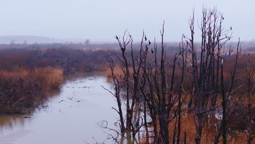 Swamp trees and wetland waters shimmer as cormorants take flight at sunrise
