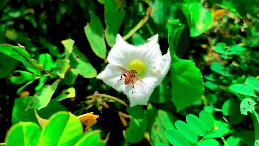 A red wild bee is sucking the essence of a white flower