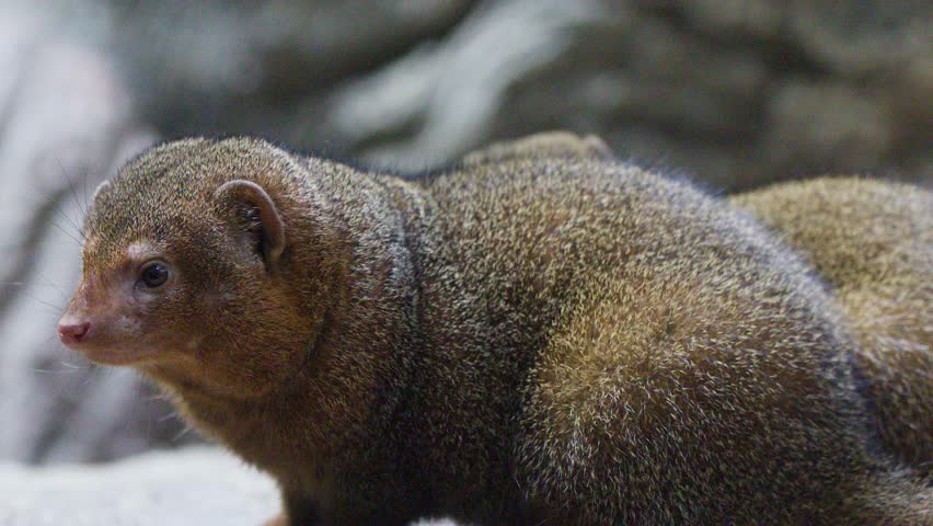 Two dwarf mongooses cuddle and rest together on rocky surface in soft, natural lighting