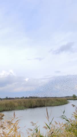 Large group of birds flying above river under soft cloudy sky. Natural pattern symbolizing freedom and connection. Birds moving in shapes across horizon. Peaceful countryside moment. vertical video.