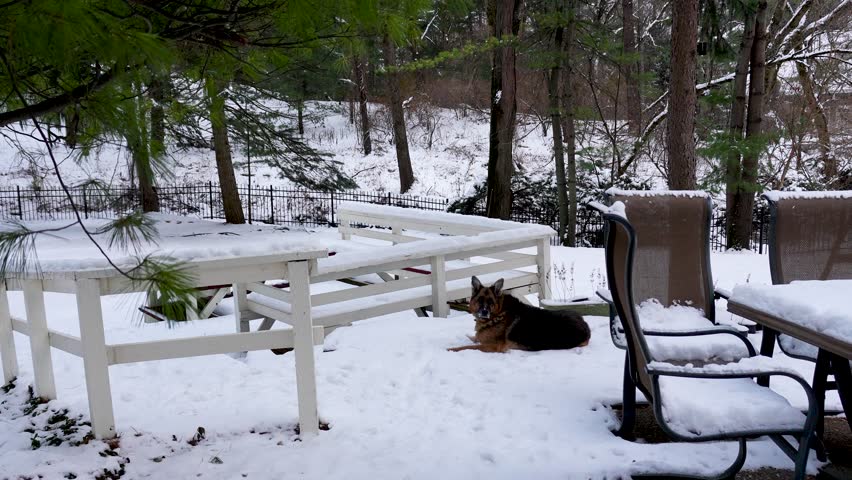 Senior Dog Eating Snow in a Winter Backyard (4K)