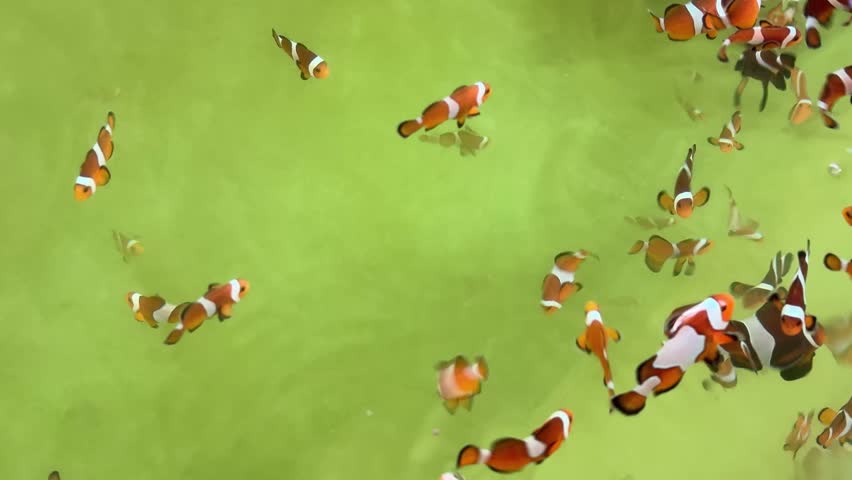The colorful tiny sea fish are swimming in the fish tank.