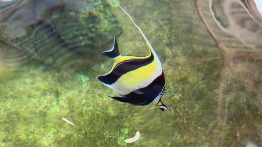 The colorful tiny sea fish are swimming in the fish tank.