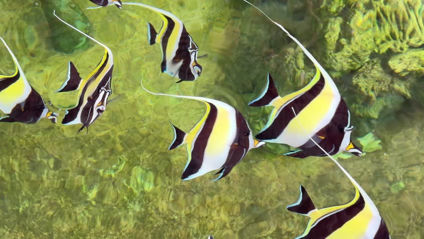 The colorful tiny sea fish are swimming in the fish tank.