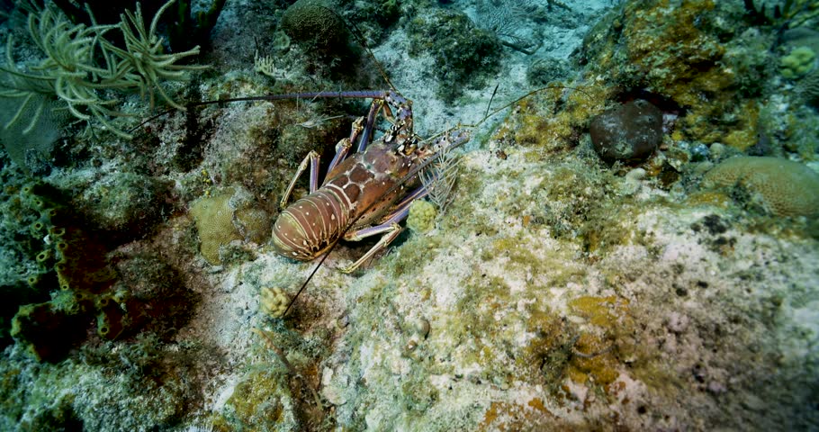 Underwater footage of a Caribbean spiny lobster crawling across a shallow coral reef near St. Thomas in the U.S. Virgin Islands.