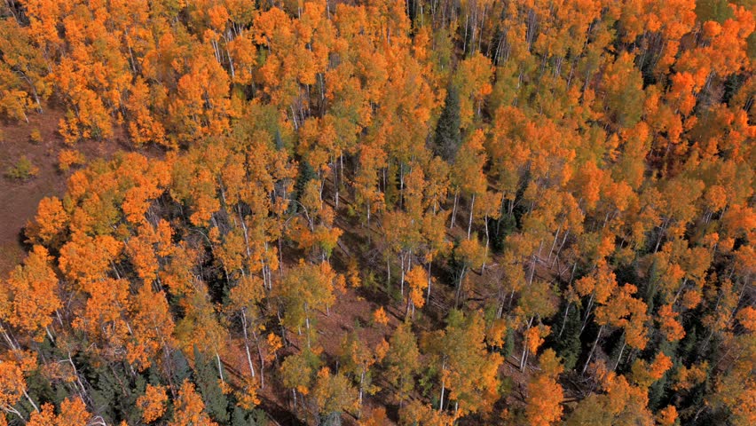 Autumn fall Gunnison national forest colorful Aspen Trees Kebler Ohio Swampys Pass Crested Butte ski resort town drone aerial Mount Crested Butte Colorado blue skies clouds Coal Creek right motion