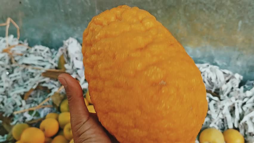 Giant Citron Fruit Display Highlighting Unique Bumpy Yellow Orange