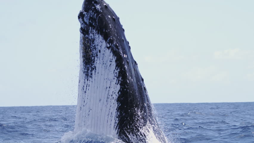 Whale breaches sideways with its mouth sweeping upward, creating powerful splashes in slow motion