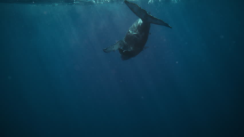 Solo whale silhouetted against strong overhead sun rays