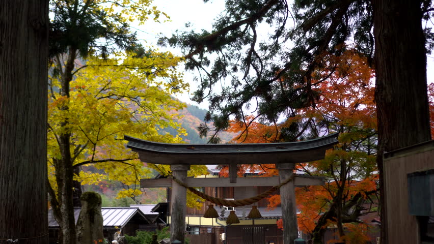 japanese shrine gate otori with red autum leaves