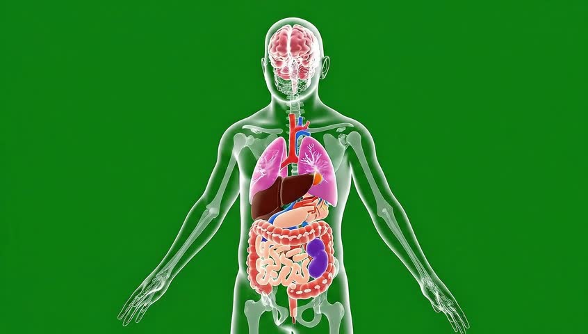 Vector Animated human anatomy model rotating highlighting organs, flat vecto green screen 