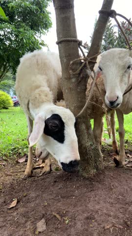 Two domestic sheep including one with striking black and white facial markings tethered to a tree in a green outdoor setting