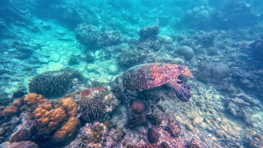 Vibrant underwater scene of a sea turtle gliding over colorful coral reefs in clear blue water