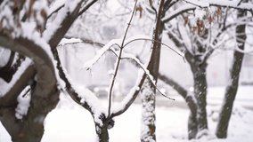 Time lapse of snowy trees branches on background of road with moving cars and taxi in snowfall in winter. Winter urban cityscape with snowstorm - Powered by Shutterstock - Get 15% off with code: PIKWIZARD15