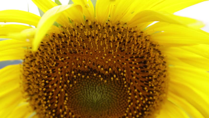 Close-up sunflower showing vivid details of florets and natural patterns. Bright, sharp, and ideal for backgrounds, art projects, and inspirational designs