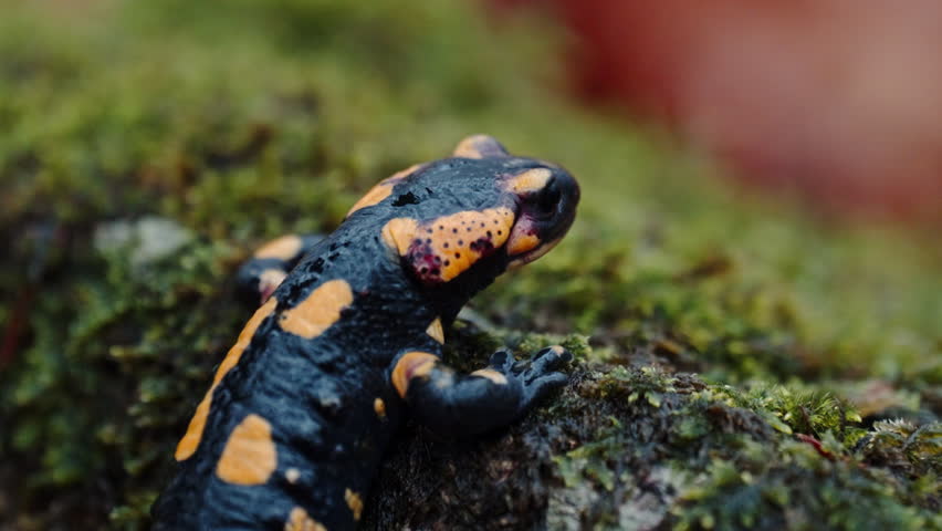 Fire salamander on mossy log in forest, vivid colors and tranquil mood