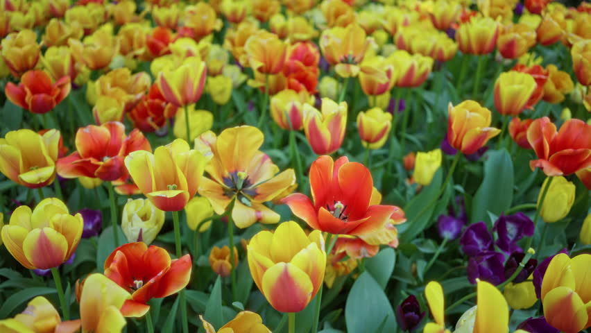 Colorful tulips in full bloom create a vibrant carpet of orange, yellow, and red flowers outdoors in the netherlands garden setting showcasing nature