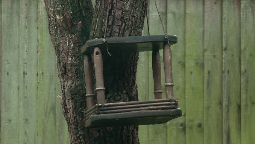 Hungry squirrel eating nut in feeder on tree. Starving gray squirrel holding nut while feeding in wooden feeder. Wild squirrel gnawing nut inside hanging feeder searching for food