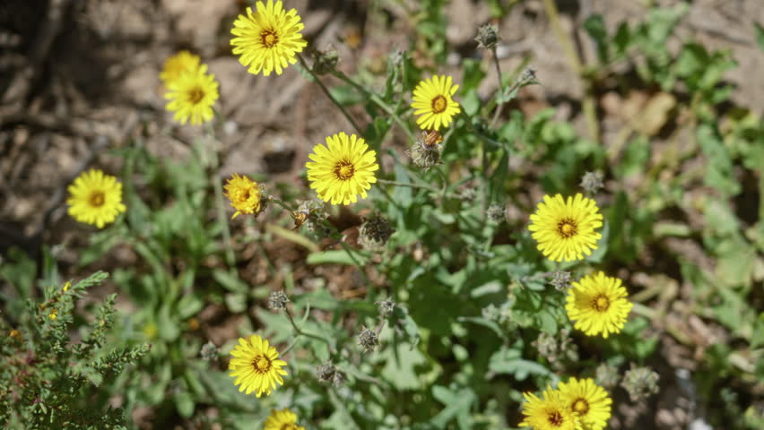 Vibrant yellow flowers of hypochaeris radicata, commonly known as catsear, bloom under the sunny outdoors of torrevieja, spain, showcasing lush green foliage amidst a natural landscape.