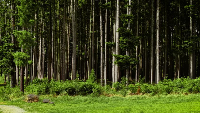 Sunlight filtering through dense conifer trunks in quiet forest. Rays shining into pine woodland casting soft shadows. Light beaming across tall evergreen trees in peaceful woods