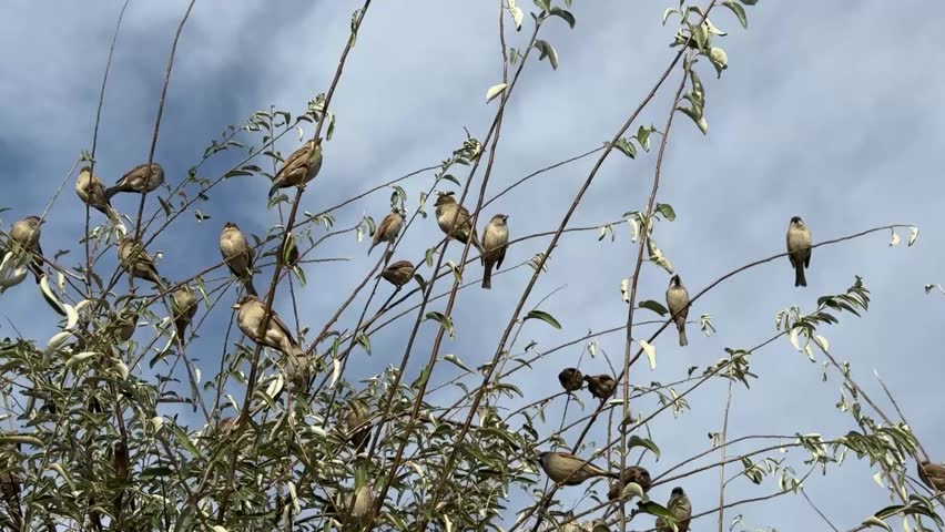 Many Passer domesticus. A flock of House Sparrows (Passer domesticus) perched on thin branches under a blue sky, capturing natural bird behavior and group interaction in a peaceful outdoor setting.