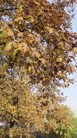 Beautiful colorful leaves of trees in a park